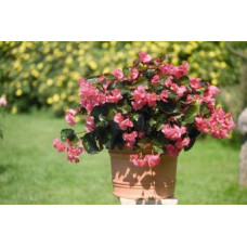 Бегонія BIG: Rose with Bronze Leaf, 100 шт, Benary