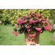 Бегонія BIG: Rose with Bronze Leaf, 100 шт, Benary