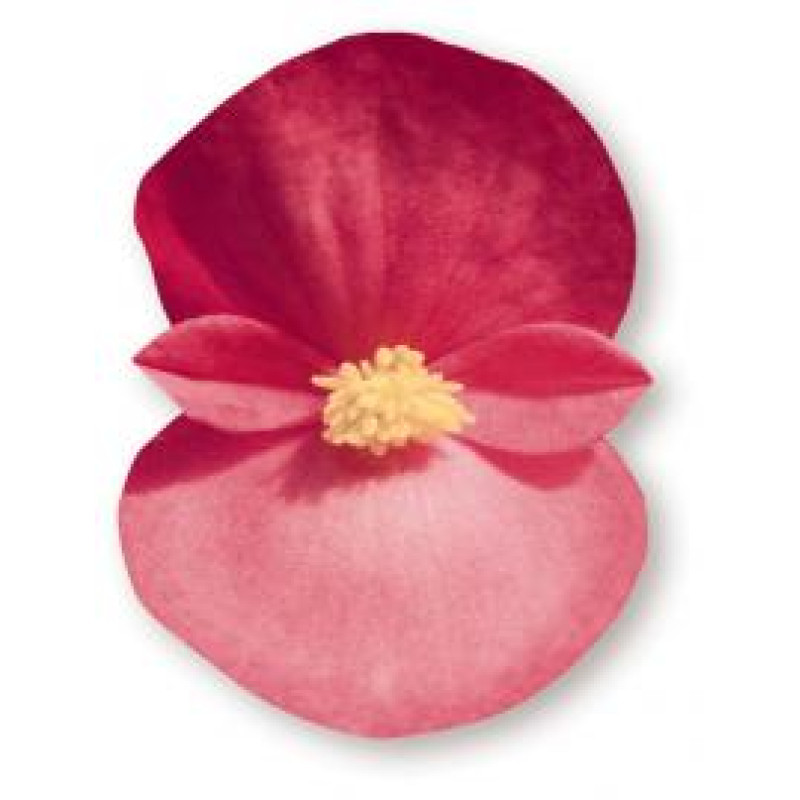 Бегонія BIG: Rose with Bronze Leaf, 500 шт, Benary
