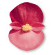 Бегонія BIG: Rose with Bronze Leaf, 500 шт, Benary