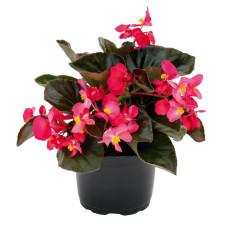 Бегонія BIG: Deep Rose Bronze Leaf, 5 шт, Benary