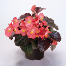Бегонія BIG: Pink Bronze Leaf, 100 шт, Benary