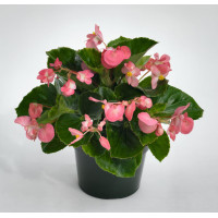 Бегонія BIG: Pink Green Leaf, 100 шт, Benary