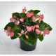 Бегонія BIG: Pink Green Leaf, 100 шт, Benary