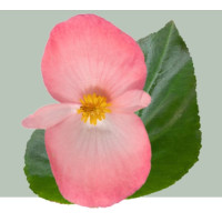 Бегонія BIG DeluXXe F1 Pink Green Leaff, 25 шт, Benary