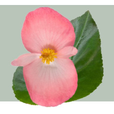 Бегонія BIG DeluXXe F1 Pink Green Leaff, 500 шт, Benary