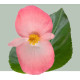 Бегонія BIG DeluXXe F1 Pink Green Leaff, 25 шт, Benary