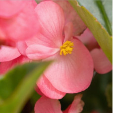 Бегонія BIG: F1 Deep Pink Green Leaf, 500 шт, Benary