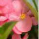 Бегонія BIG: F1 Deep Pink Green Leaf, 25 шт, Benary