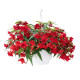 Бегонія гібридна Funky™ Red, 25 шт, Benary