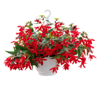 Бегония болив амп Groovy Red