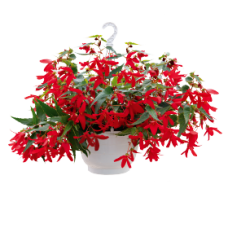 Бегония болив амп Groovy Red