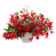 Бегония болив амп Groovy Red