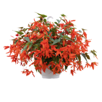 Бегония болив амп Groovy Orange