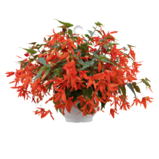 Бегония болив амп Groovy Orange