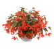 Бегония болив амп Groovy Orange