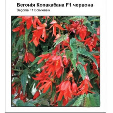 Бегония болив Копакабана F1 красная