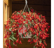 Бегонія болівійська - Begonia boliviensis