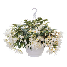 Бегония болив амп Groovy White