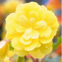 Бегонія бульбова Illumination®: Lemon, 500 шт, Benary