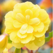 Бегонія бульбова Illumination®: Lemon, 1000 шт, Benary