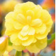 Бегонія бульбова Illumination®: Lemon, 1000 шт, Benary