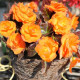 Бегонія бульбова Nonstop® Mocca Bright Orange, 10 шт, Benary