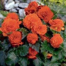 Бегонія бульбова Primary: Orange, 50 шт, Benary