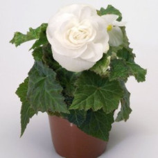 Бегония клубневая New Star®: White