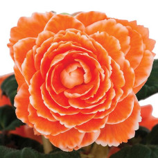 Бегония клубневая Amerihybrid Picotee Lace Apricot