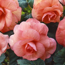 Бегония клубневая Amerihybrid Roseform Peach
