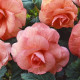 Бегония клубневая Amerihybrid Roseform Peach