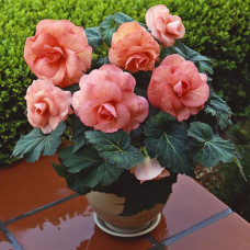 Бегония клубневая Amerihybrid Roseform Peach