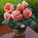 Бегония клубневая Amerihybrid Roseform Peach