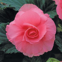 Бегония клубневая Amerihybrid Roseform Pink