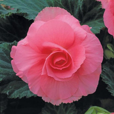 Бегония клубневая Amerihybrid Roseform Pink