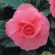 Бегонія бульбова Amerihybrid Ruffled Pink, 25 шт, PanAmerican