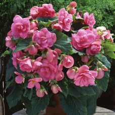 Бегония клубневая Amerihybrid Roseform Pink