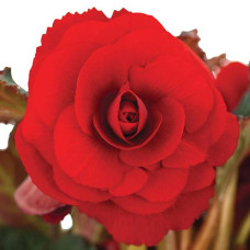 Бегония клубневая Amerihybrid Roseform Red