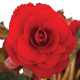 Бегония клубневая Amerihybrid Roseform Red