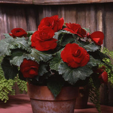 Бегония клубневая Amerihybrid Roseform Red