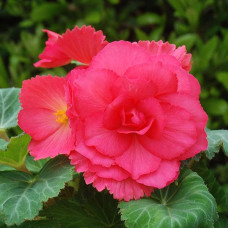Бегония клубневая Amerihybrid Roseform Rose