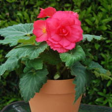 Бегония клубневая Amerihybrid Roseform Rose