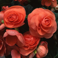 Бегония клубневая Amerihybrid Roseform Salmon
