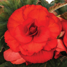 Бегония клубневая Amerihybrid Roseform Scarlet Orange