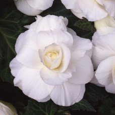 Бегония клубневая Amerihybrid Roseform White