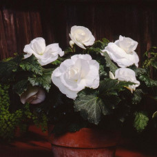 Бегония клубневая Amerihybrid Roseform White