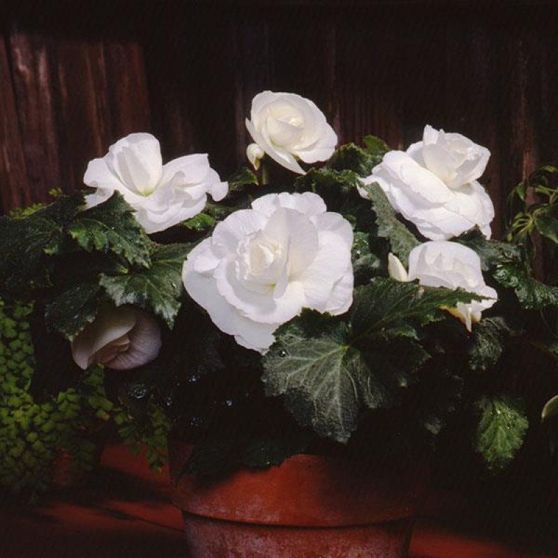 Бегония клубневая Amerihybrid Roseform White