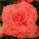 Бегонія бульбова Amerihybrid Ruffled Coral Salmon, 100 шт,  PanAmerican