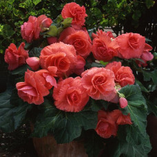 Бегонія бульбова Amerihybrid Ruffled Coral Salmon, 5 шт,  PanAmerican